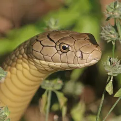 Northern king cobra snake in close up surrounded by plants