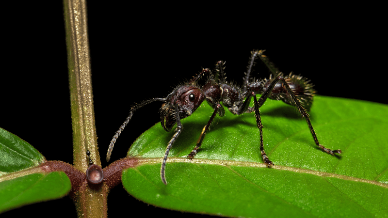 a bullet ant, the worst sting according to justin schmidt