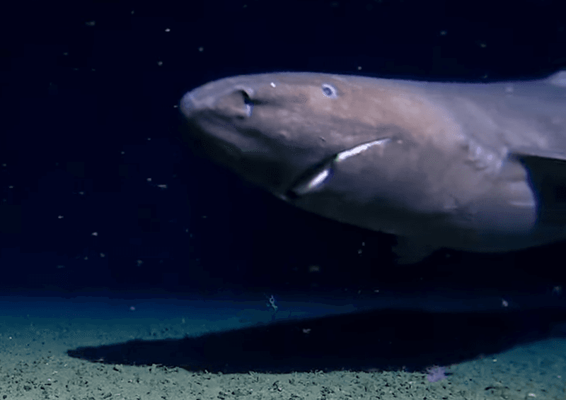 A sleeper shark in Antarctica, looking just as surprised as scientists were to see it. 