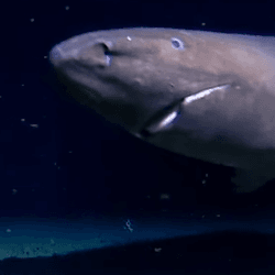 A sleeper shark in Antarctica, looking just as surprised as scientists were to see it. 
