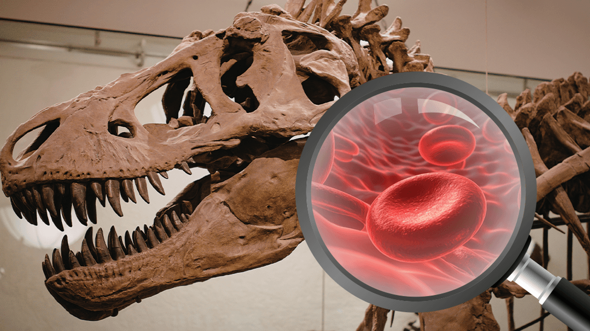 The Quest To Find Dinosaur Blood – Can Blood Survive For 80 Million Years?