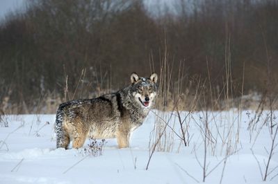 wolf in snow near Chernobyl