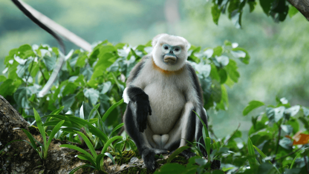 One Of The World’s Most Endangered Primates Is Making A Comeback, One Pouty Baby At A Time