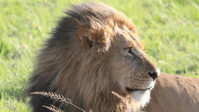 a lion laying on some grass