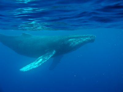 Humpback whale swims underwater just below the surface