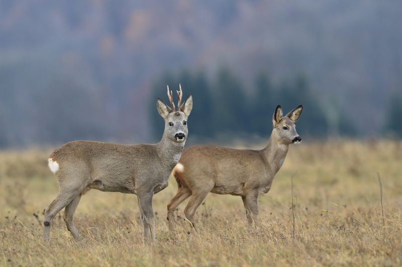 A photo showing two deer standing side-by-side in a field. The deer on the left is a buck and the other a doe. They are short with white tips on their tails. 