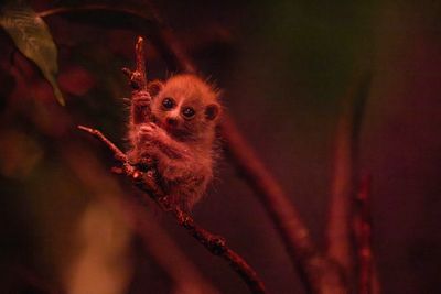 A tiny pale colored pygmy slow loris baby clings to one branch while sitting on another.