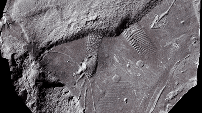 Holotype of Cabarzichnus pulchrus, resting trace of an early reptile.