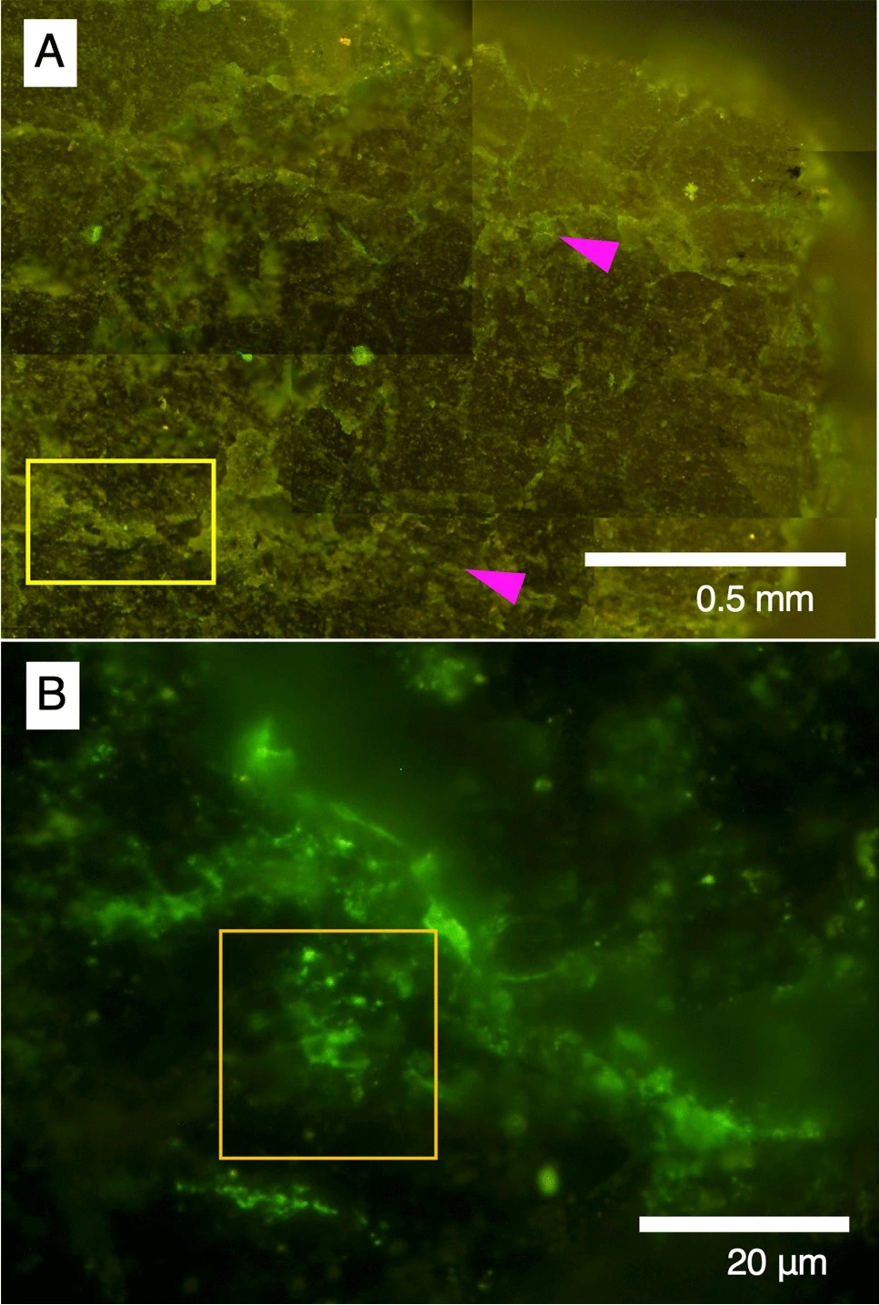 Visualization of microbial cells after SYBR Green I staining. A Fluorescence microscopic images of the large area from the section highlighted by an orange rectangle in Fig. 4B, and B the small area highlighted by a yellow rectangle in Fig. 5A. The yellow rectangle in A is the same as shown in Fig. 5A, and the orange square in B is the same as in Fig. 5B. Pink arrows in A point to the veins shown in Fig. 4 Visualization of microbial cells after SYBR Green I staining. A Fluorescence microscopic images of the large area from the section highlighted by an orange rectangle in Fig. 4B, and B the small area highlighted by a yellow rectangle in Fig. 5A. The yellow rectangle in A is the same as shown in Fig. 5A, and the orange square in B is the same as in Fig. 5B. Pink arrows in A point to the veins shown in Fig. 4