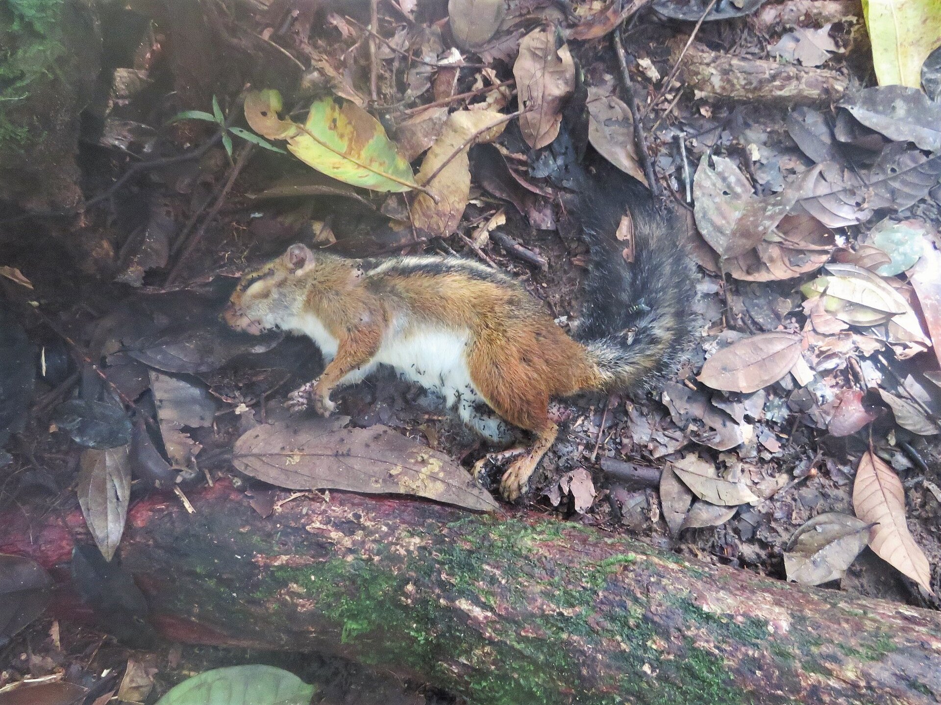 The same monkeypox virus (MPXV) strain that was identified in a dead fire-footed rope squirrel was later also detected in infected sooty mangabeys in the same area, confirming the pathogen’s interspecies transmission.