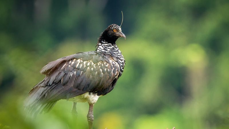 photo of a horned screamer (bird) taken in Manu National Park, Peru.