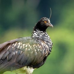 photo of a horned screamer (bird) taken in Manu National Park, Peru.