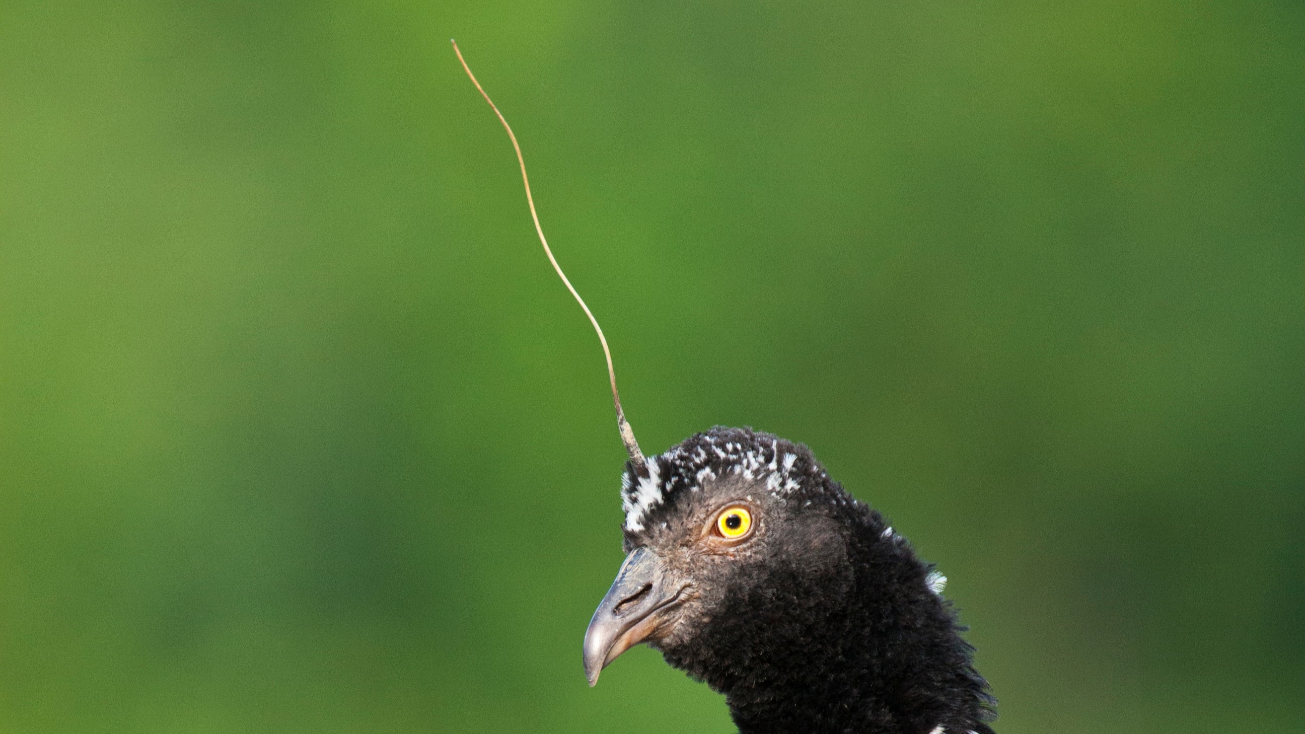 close up of the head of a horned screamer, a bird with black feathers, a chicken-like beak, and a long, yellow-white appendage projecting from its forehead