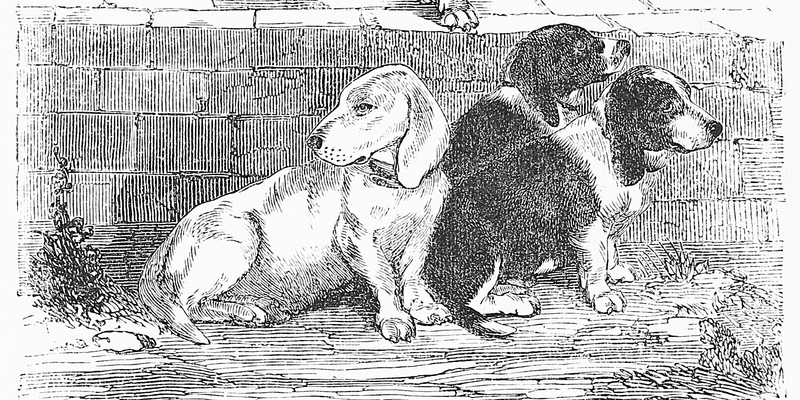black and white illustration of three stocky dogs with short legs and floppy ears