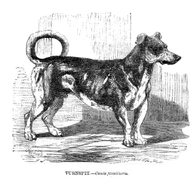 black and white illustration of a turnspit dog. It looks similar to a jack russell terrier, with a stocky body, short legs and curled-over tail black and white illustration of a turnspit dog. It looks similar to a jack russell terrier, with a stocky body, short legs and curled-over tail