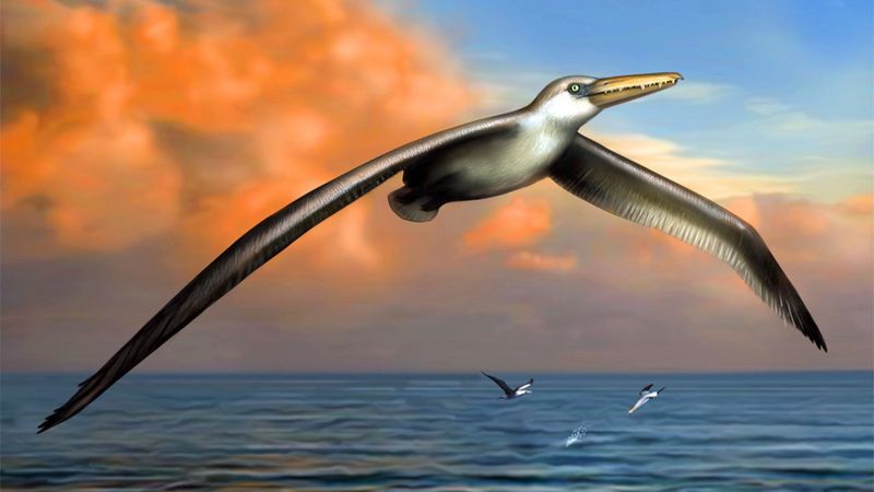 An artist's rendition of the extinct megabird Pelagornis sandersi