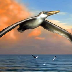An artist's rendition of the extinct megabird Pelagornis sandersi