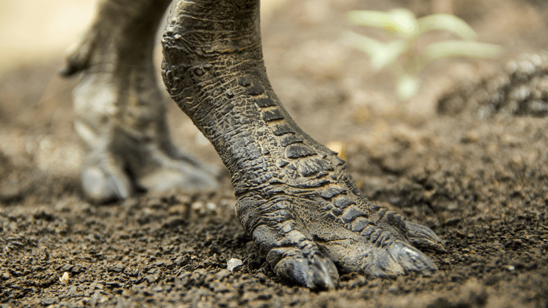 t rex feet show it walking on tiptoes