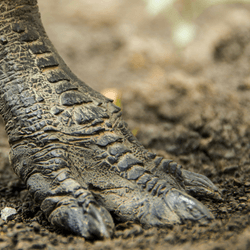 t rex feet show it walking on tiptoes