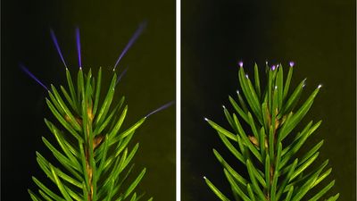 Coronae glow on the tips of spruce needles, induced by charged metal plates in a laboratory.