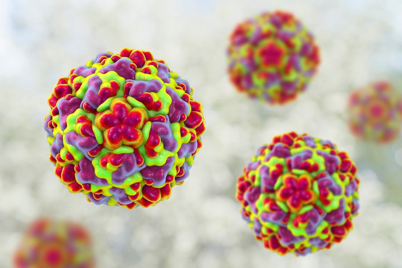 A digital image of three Rhinoviruses. They appear as balls of bright colored clusters ranging from red, purple and a lime-green. 