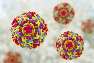 A digital image of three Rhinoviruses. They appear as balls of bright colored clusters ranging from red, purple and a lime-green.