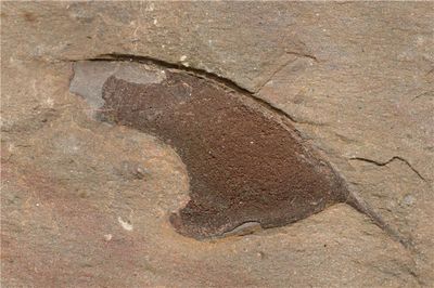 The imprint of a Cambrian trilobite. Surviving chitin was found from an area near the tail.