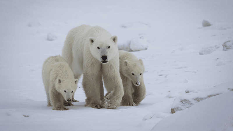 a polar bear mom with her cub and a second adopted cub