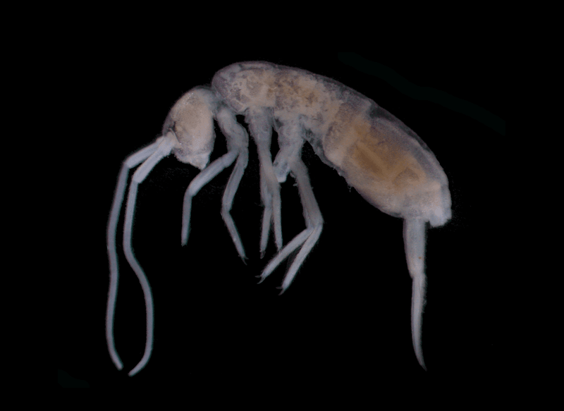 Plutomurus ortobalaganensis, a springtrail, lives at 1,980 metres (6,500 ft) below the entrance of the Krubera-Voronja cave system