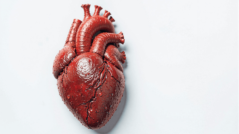 A model of a human heart.