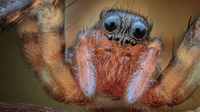 spider up close it has fearful eyes