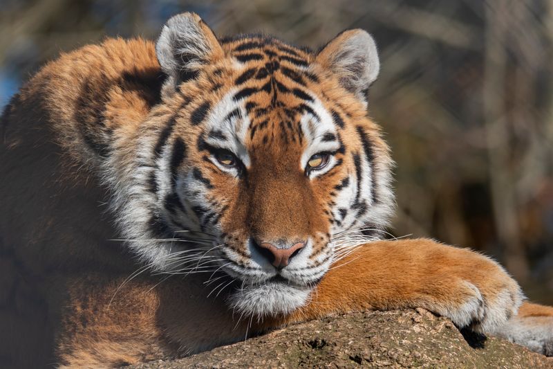 Amur tigers, aka Siberian tigers, are a population native to the cold-climate forests of the Russian Far East and Northeast China.