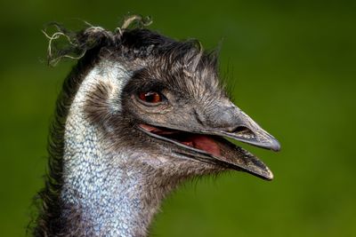 A close up photo of an emu's face on profile facing the right. The bird has its beak slightly open so it looks like it is smiling or chuckling.