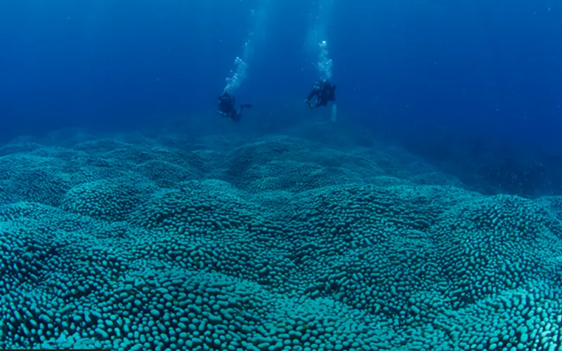 Two scuba divers swimming over a giant Pavona coral colony, the longest and quite likely the largest in the world.