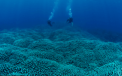 Two scuba divers swimming over a giant Pavona coral colony, the longest and quite likely the largest in the world.