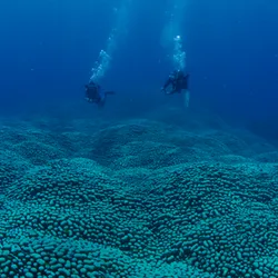 Two scuba divers swimming over a giant Pavona coral colony, the longest and quite likely the largest in the world.