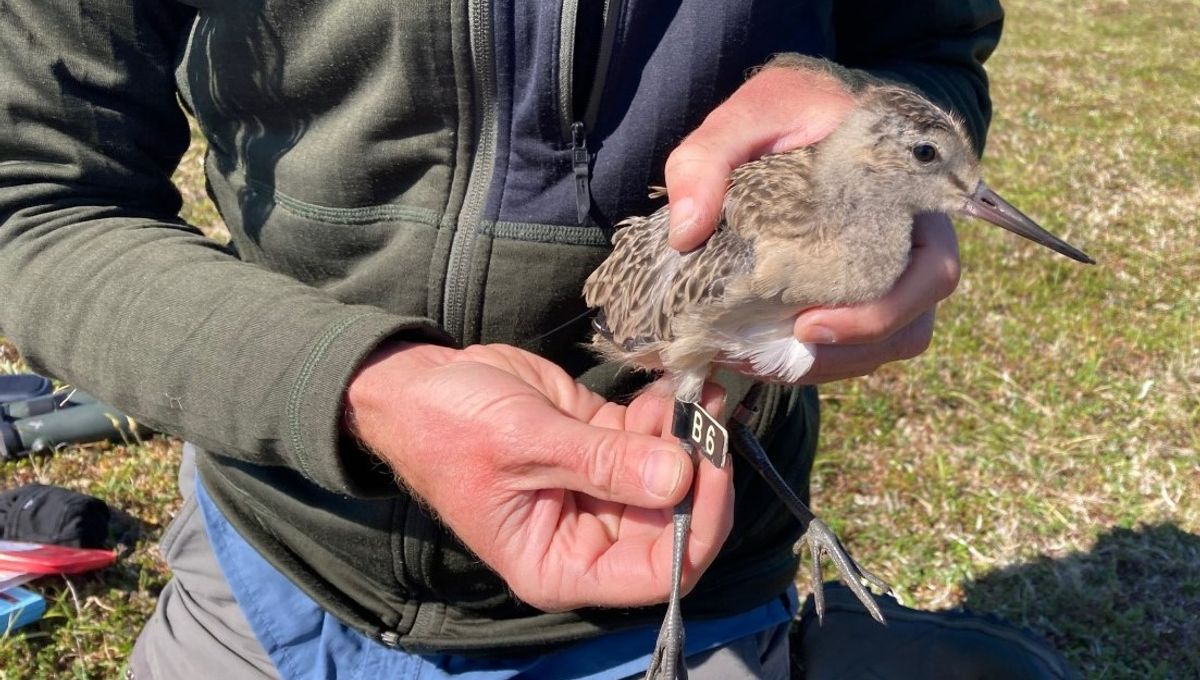 The World's Longest Non-Stop Bird Migration Covered Over 13,000 Kilometers From Alaska To Tasmania In Just 11 Days - IFLScience