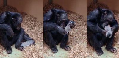 Chimpanzee holding quartz crystal