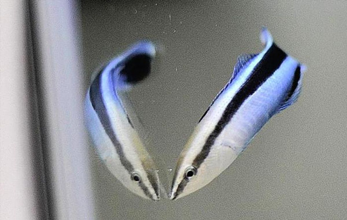 Cleaner Fish Recognize Themselves In Mirrors, A Capacity Thought Restricted To Some Mammals And Birds