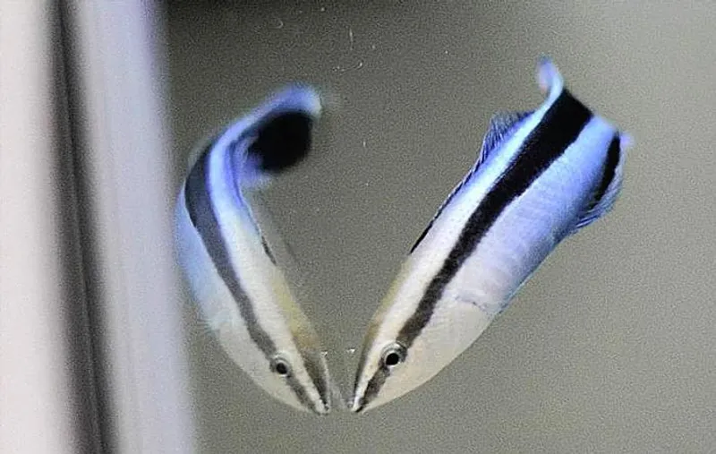 It takes us a moment to realise this is a cleaner wrasse and its reflection, not two fish, yet this clever species works it out fast.