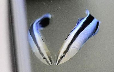 It takes us a moment to realise this is a cleaner wrasse and its reflection, not two fish, yet this clever species works it out fast.