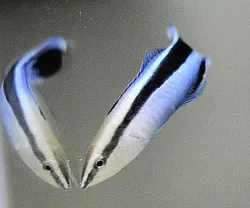 It takes us a moment to realise this is a cleaner wrasse and its reflection, not two fish, yet this clever species works it out fast.