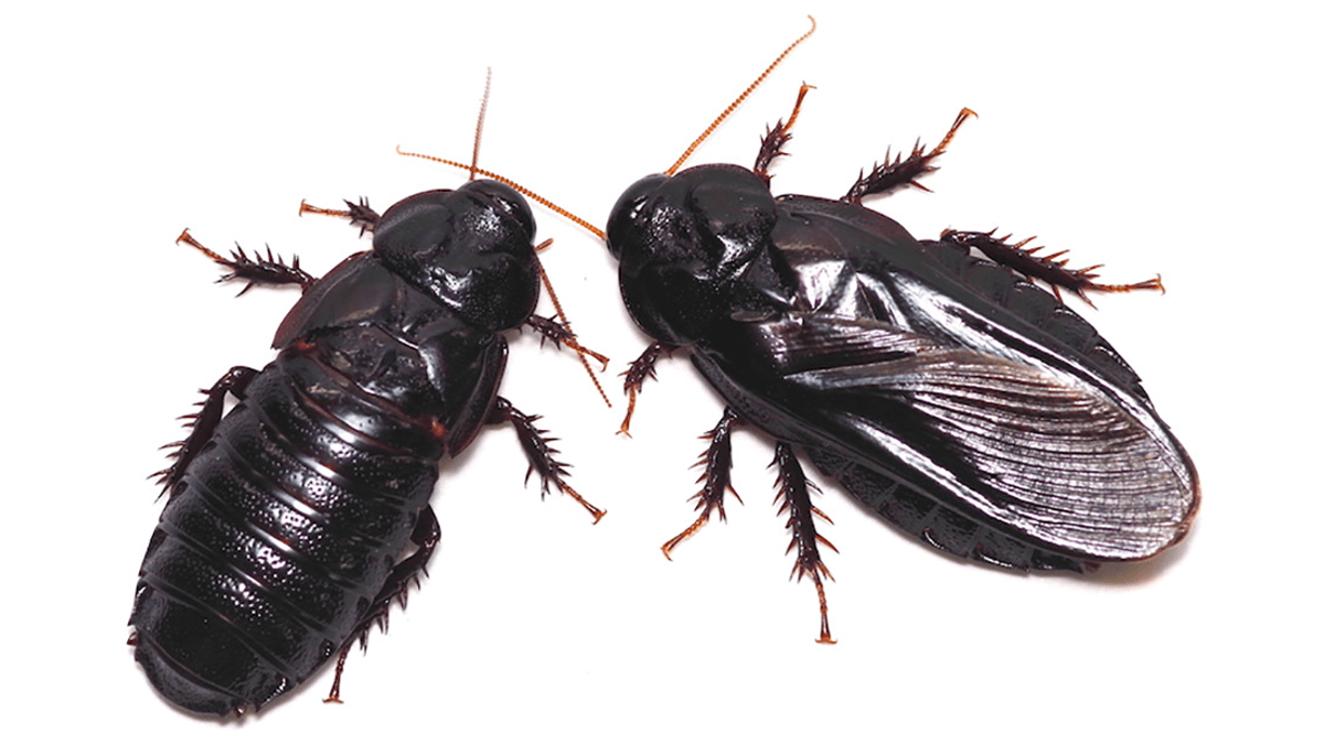 Cockroach Pairs That Bond Through Cannibalism Are Aggressive To Other Individuals And Won't Stray From Their Mates