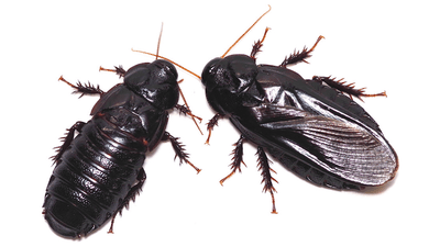 Two cockroaches with one of the wings missing on the right hand indiviudal