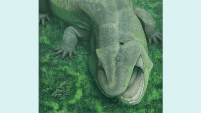 Illustration showing Tanyka amnicola in life, eating underwater plants.