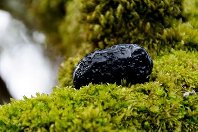 black tektite rock on a bed of moss