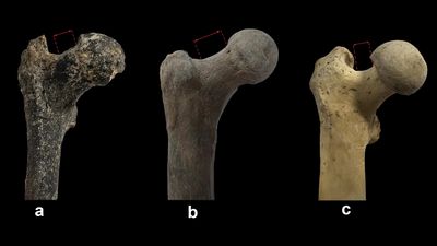 Measurement of the ascending, oblique medial part of the proximal neck margin of the femur of hominoids (FNOL). a in Azmaka femur (FM3549AZM6, col. NMNHS); b in hominins (on the image: Australopithecus afarensis, A.L. 288-1); c in other hominoids (on the image: Pan troglodytes RM 267, coll. NMNHS).