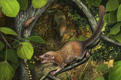 Artists representation of three purgatorius in a woodland environment.