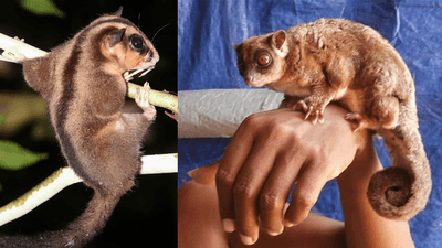The pygmy long-fingered possum (left) and the ring-tailed glider (right).