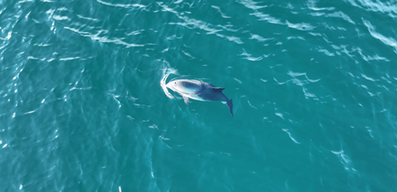 A small harbour porpoise breaks the surface of the sea